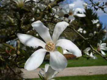Fleur du magnolia stellata