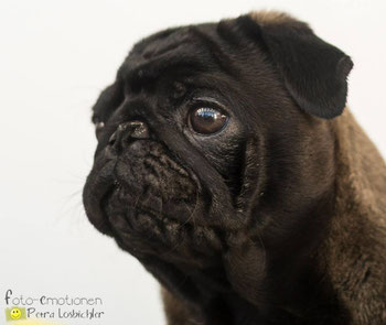 Copyright Petra Losbichler Foto Emotionen