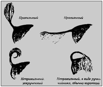 стандарт китайской хохлатой собачки