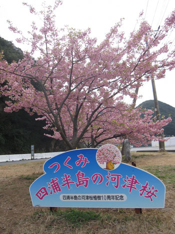 津久見の河津桜