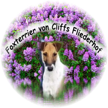 foxterrier-vom-fliederhofs Webseite!