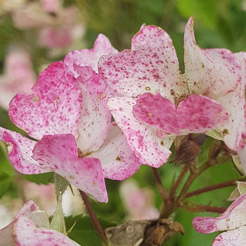 Selbstliebe Seminar Aufstellungen Berlin Uckermark Rose