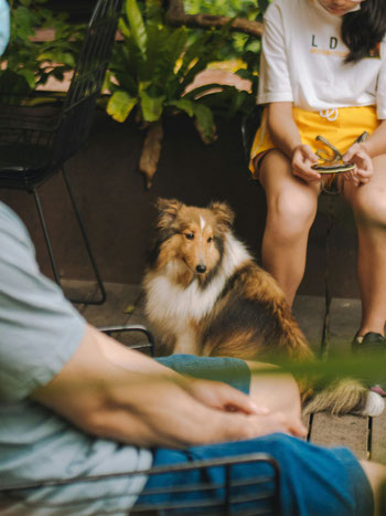 CHIEN MAITRE GARDIEN