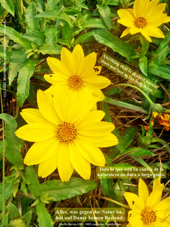Flor natural, Naturblume, Natural flower en/in Sudamérica, Südamerika, South America