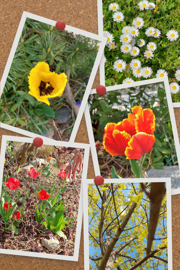 Bunte Blumencollage als Symbol für Transformation, Vielfalt und inneres Wachstum | 7-Wochen-Spezialprogramm Graz | Iris Rainbow Eagle