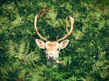 En Coulisses. Cerf curieux dans la forêt