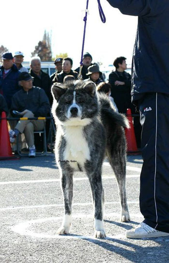 大佑　×　つぼみ　　　　　港丸　　　　　owner　工藤　照義