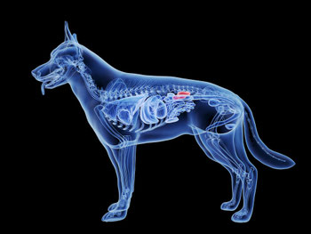 Image 3D des reins du chien