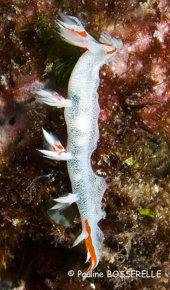 Bornella pele, Maupiti 6 m., 1,5 cm.