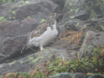 雷鳥がひょっこり現れる