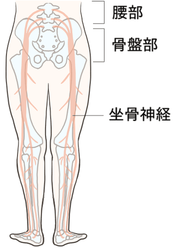 坐骨神経走行図