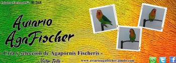 www.aviarioagafischer.jimdo.com