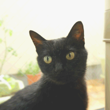 猫ののこ斜め正面画像;猫と人,nekotohito,ネコトヒト