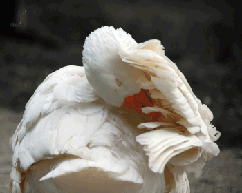 Tierfotografie, Schwan putzt sich, Schnabel unter dem Flügel