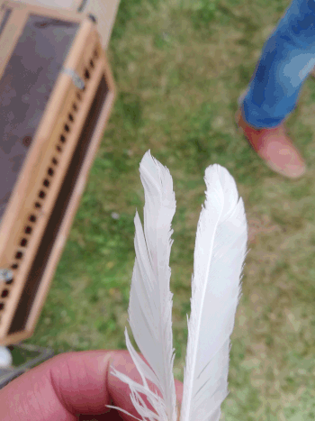 Spaltfeder von einem weißen Zwerg Lachshahn