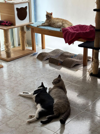 Tres gatos descansando en el refugio