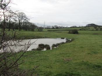 The remains of the moat of Frankley Hall