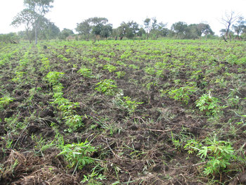 Piccola parte della piantagione di cassava realizzata - 13 novembre 2013