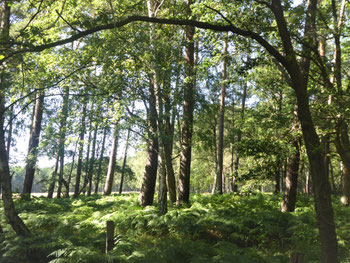 Sonnendurchfluteter Wald. Durch das Blattwerk ist der blaue September-Himmel zu sehen