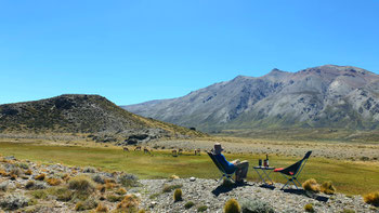 Besuch von Guanacas im Nationapark Perito Moreno