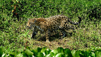 Jaguar im Pantanal entdeckt