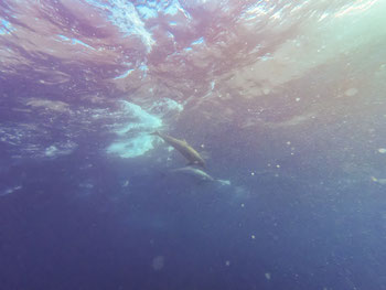 Follow Elli Reisebericht Weltreise Erfahrung Galapagos Inseln - Tauchsafari