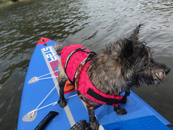 三浦小網代湾 油壺のsupコース Koajiro Sup Tours