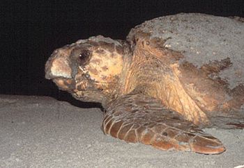 Loggerhead