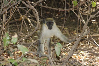 Vervet Monkey (Chlorocebus pygerythrus)