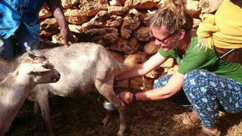 Milking goats in Barreios, Maio