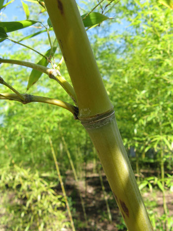"Phyllostachys aurea2" by I, KENPEI. Licensed under CC BY-SA 3.0 via Wikimedia Commons - https://commons.wikimedia.org/wiki/File:Phyllostachys_aurea2.jpg#/media/File:Phyllostachys_aurea2.jpg