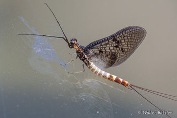 Eintagsfliege