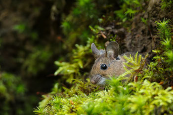 Waldmaus