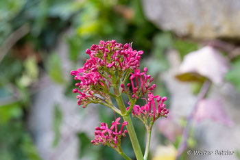 Rote Spornblume