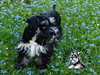 American Miniature Schnauzer blaue Augen