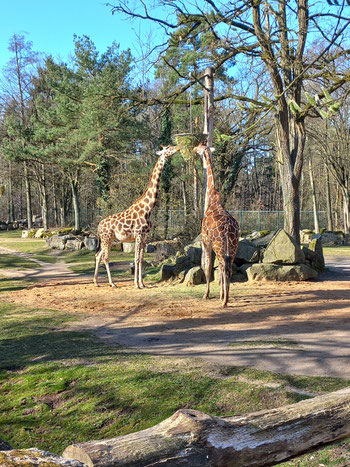 Zwei Giraffen in ihrem Gehege inmitten von Bäumen im Tiergarten Nürnberg, sie fressen von einem Korb, der an einem Baum hängt.