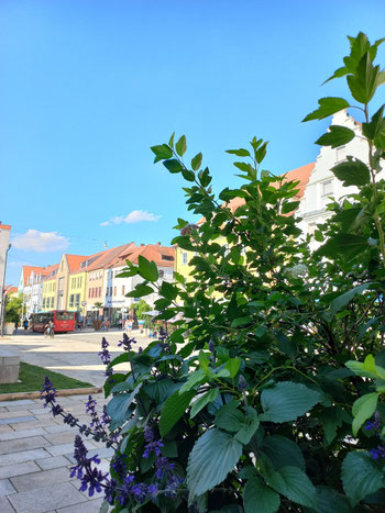 Haeuser_in_der_Altstadt