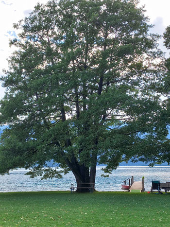 Großer_Baum_am_Badestrand_Steg_Wolfgangsee