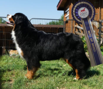 CHARIS 18 MONATE, BEST OF BREED ♥️