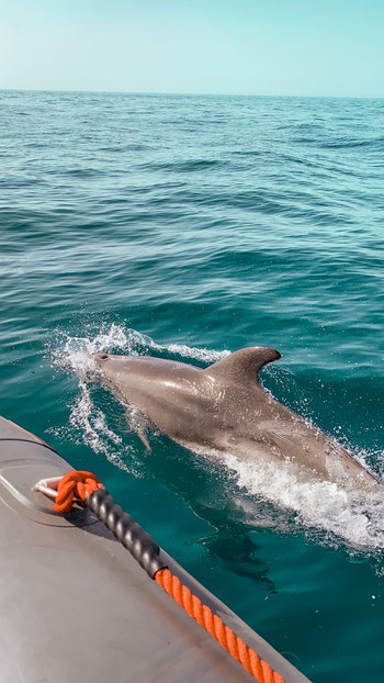 Dolphin Tour Algarve
