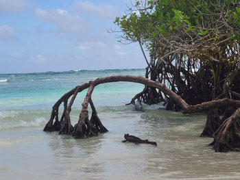 Meerechse auf dem Weg zur Nahrungssuche im Meer an der Mangrove vorbei