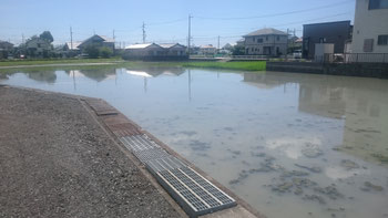 雑草がはえないために用水をひいた田んぼ