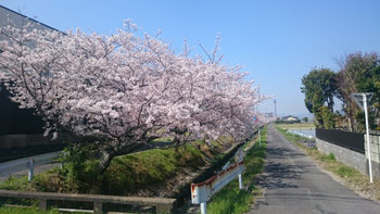 春の陽気で桜も一気に開花（街宣の合間に）