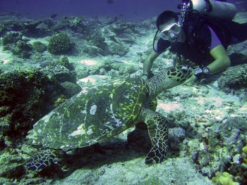 The diving on the Gilis is fun, at least it is if you love turtles and who doesn't?