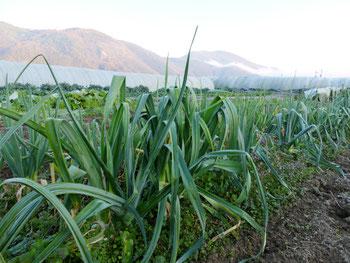 ミモレ農園のお野菜たち