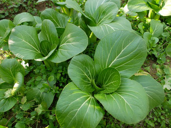 ミモレ農園 農薬不使用 チンゲン菜