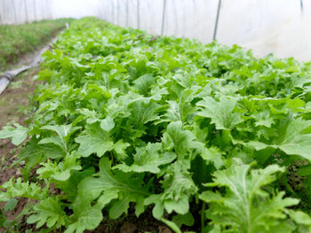 ミモレ農園 農薬不使用 わさび菜
