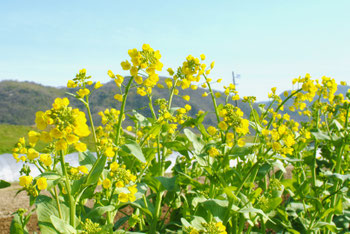 ミモレ農園 農薬不使用 菜の花
