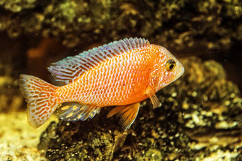 Viele Fische im Internet