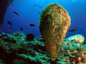 "Pinna Nobilis" (Sorgente/Quelle: ferrebeekeeper.files.wordpress.com)